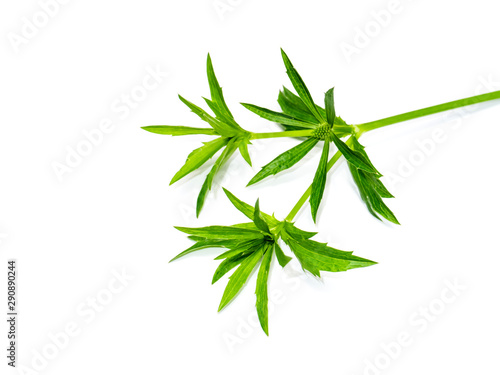 Close up Culantro flower with green leaves