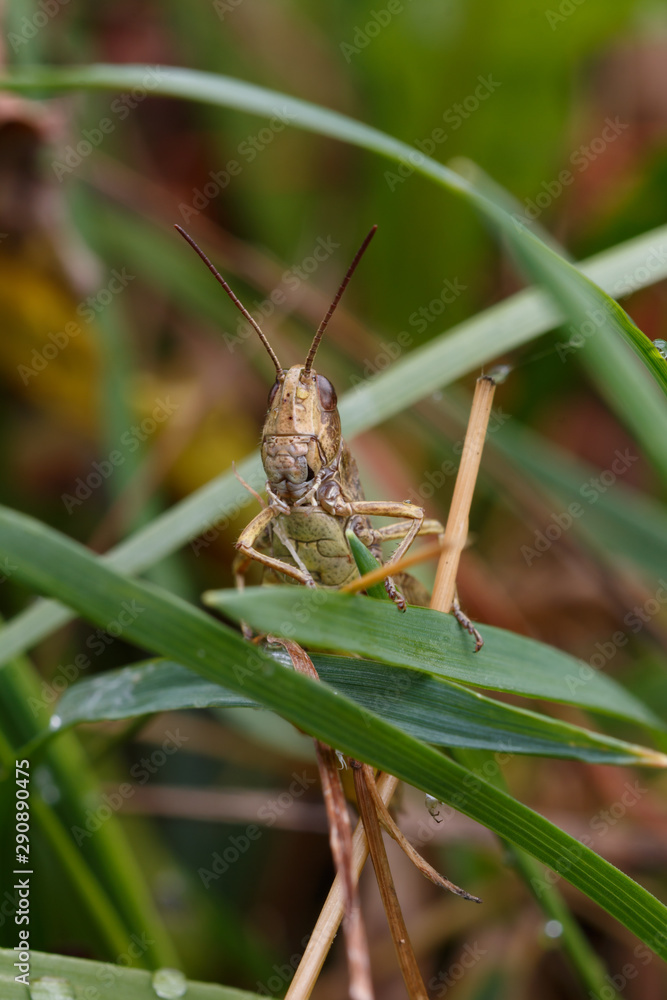 Grasshopper Grasshopper