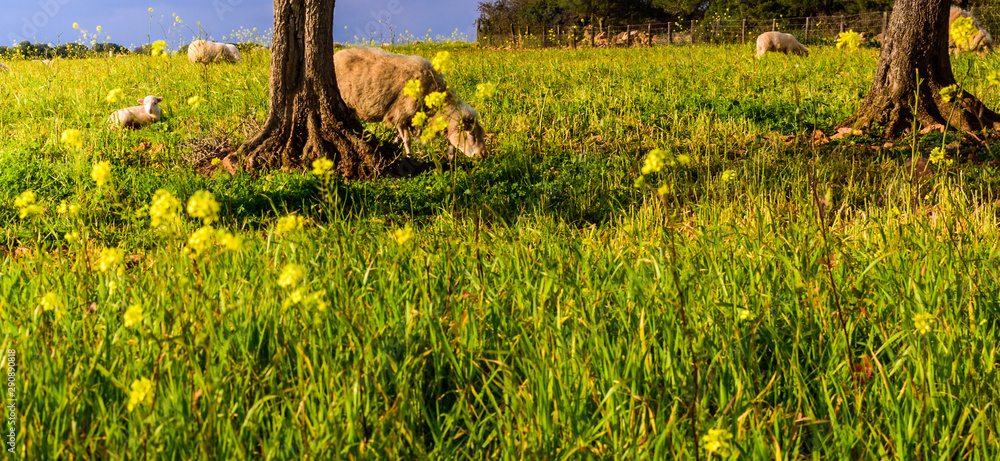 sheeps grassing on a field with flowers and grass in mallorca 