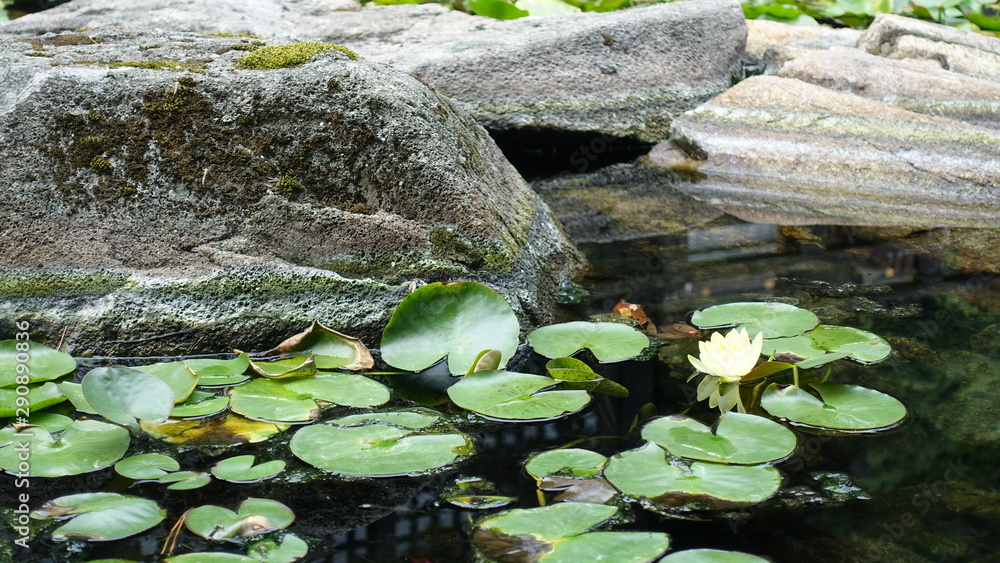 waterlilly in konozaki onsen waterlilly in konozaki onsen