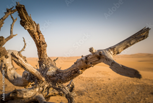 the lonely dead tree in the desert 