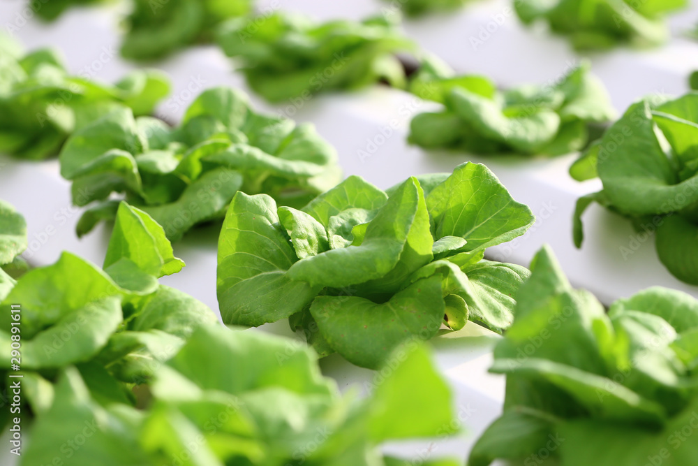 Hydroponics vegetable in organic farm for healhy and diet food. Modern cultivate farming for green environment and healty Hydroponics vegetable in organic farm for healhy and diet food. Modern cultivate farming for green environment and healty