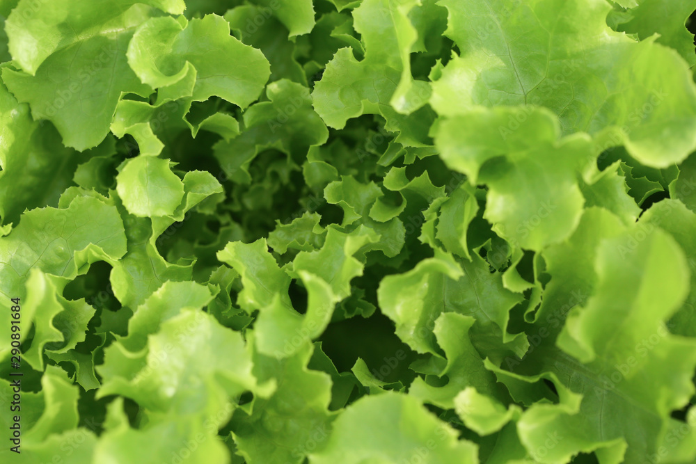 Hydroponics vegetable in organic farm for healhy and diet food. Modern cultivate farming for green environment and healty Hydroponics vegetable in organic farm for healhy and diet food. Modern cultivate farming for green environment and healty