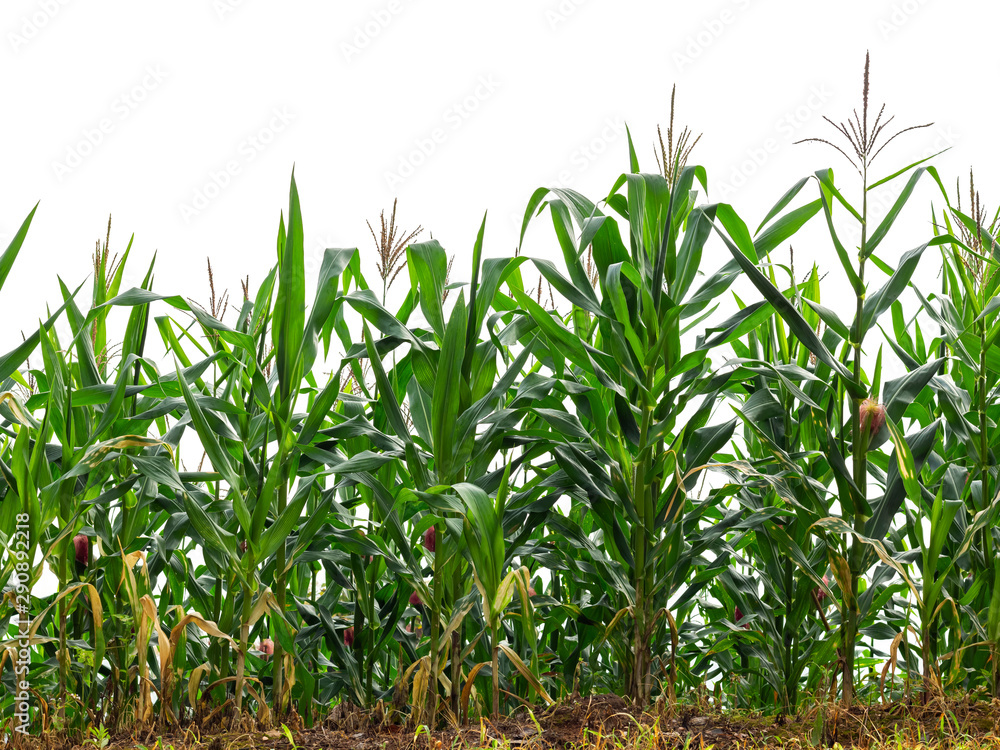 Obraz premium maize field isolated on white background