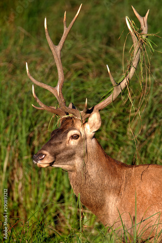 Deer rut in Kopacki rit, Croatia
