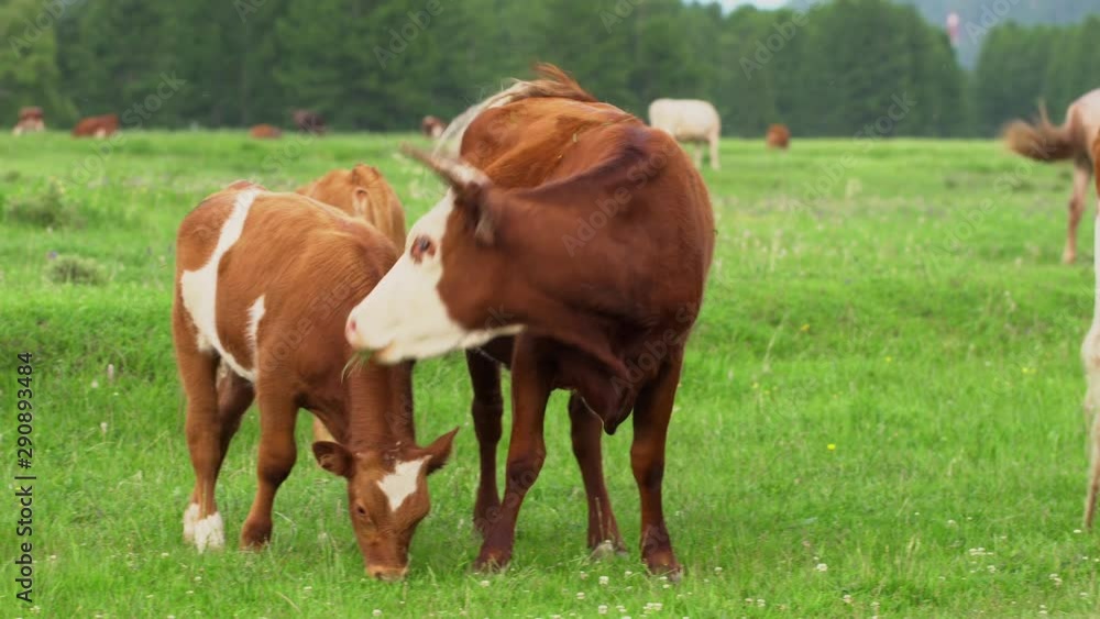 Cows grazing on alpine meadow at the foot of mountains. Picturesque day, gorgeous scene. Europe. Ecology concept. Beauty world. Shooting in 4K video. Cows grazing on alpine meadow at the foot of mountains. Picturesque day, gorgeous scene. Europe. Ecology concept. Beauty world. Shooting in 4K video.