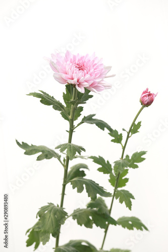 Many beautiful sweet color of chrysanthemum flower in field on white background