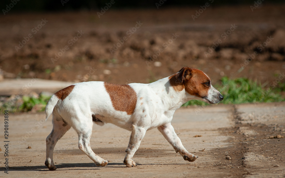Jack russel dog male walking