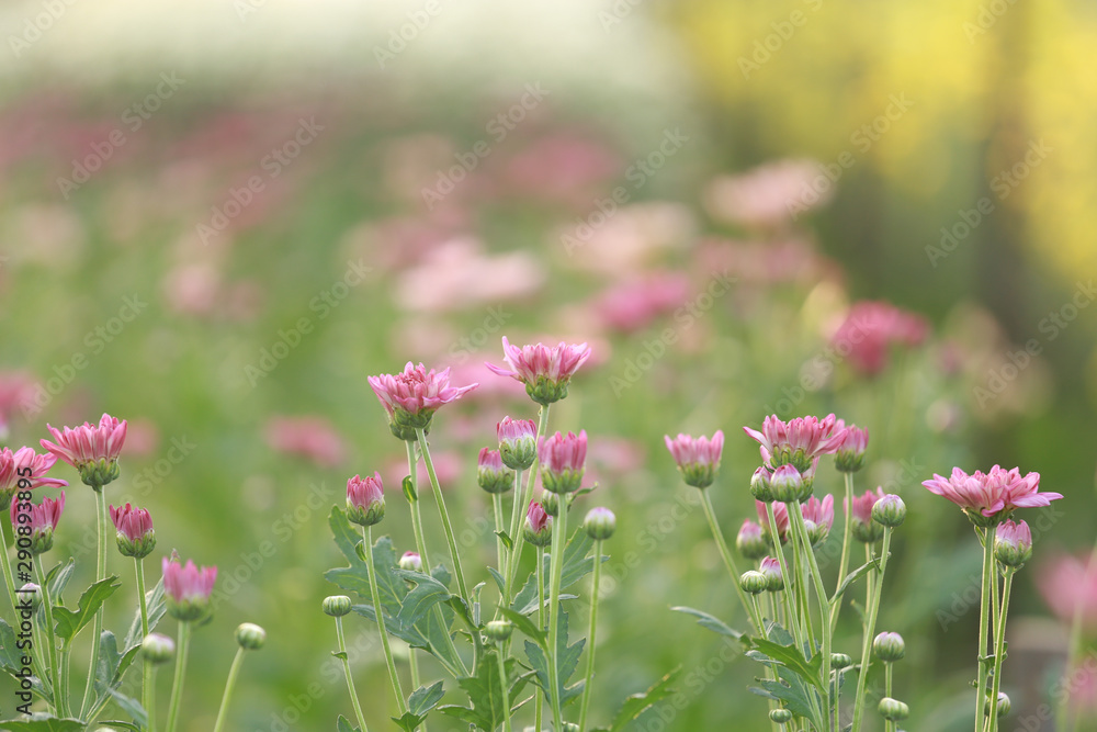 Obraz premium Chrysanthemum flower with flare from sunshine and sweet warm bokeh from light