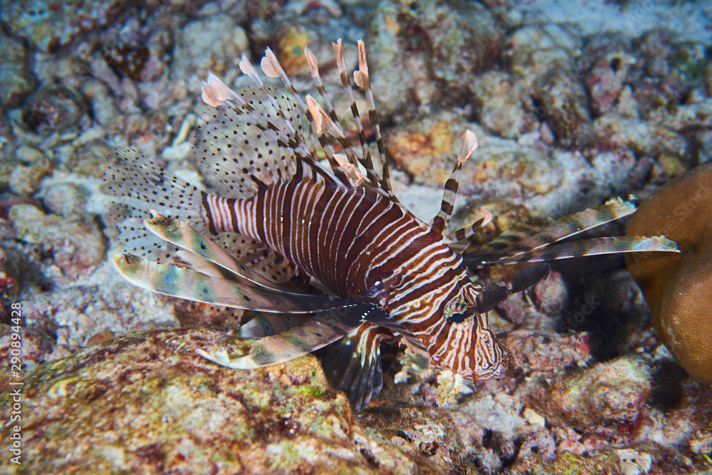 Lion fish Lion fish