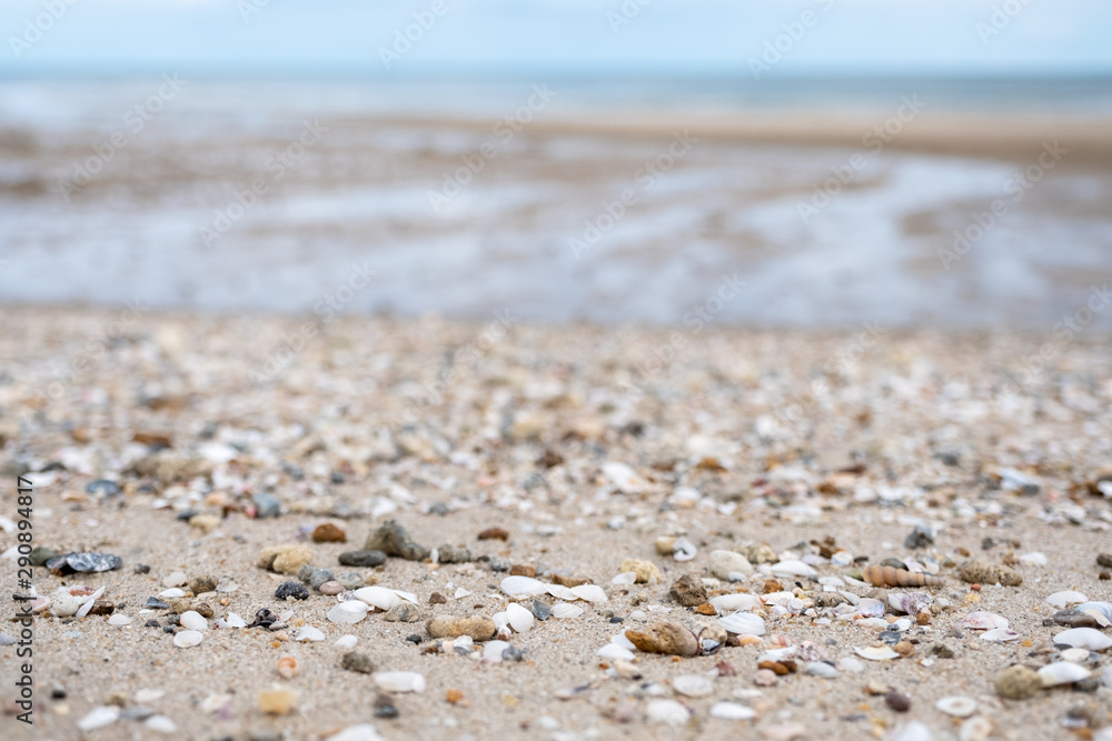 Closeup image of seashells on the beach Closeup image of seashells on the beach