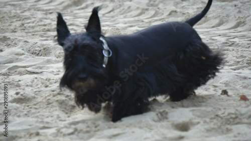 Scotch terrier walking in slow-motion