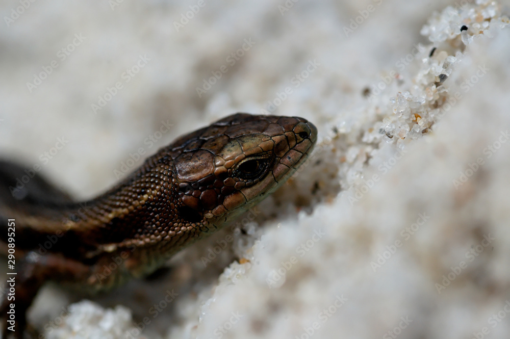 little agile lizard basking in the spring sun on the clear warm sand of the beach little agile lizard basking in the spring sun on the clear warm sand of the beach