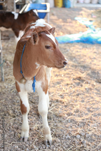 Baby cow or cattle in farm. Cute brown cattle milk farming for dairy or milk