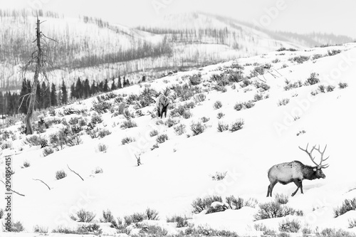 Elk or wapiti (Cervus canadensis), Yellowstone National Park, Wyoming, USA, America photo