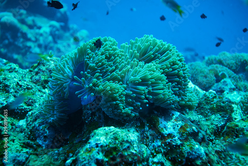Ryba na podwodnej rafie koralowej