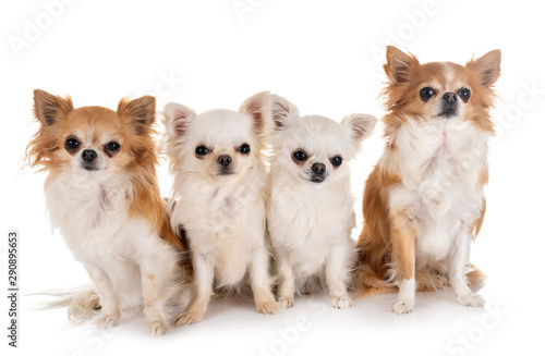 four chihuahuas