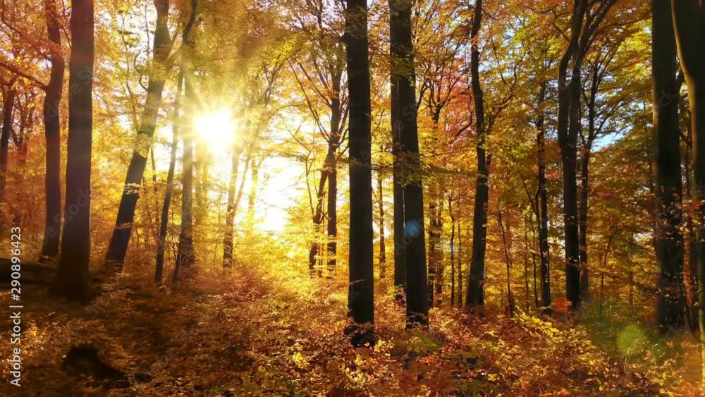 Beautiful sun rays illuminating a beech forest in vivid autumn shades of gold, gimbal shot Beautiful sun rays illuminating a beech forest in vivid autumn shades of gold, gimbal shot