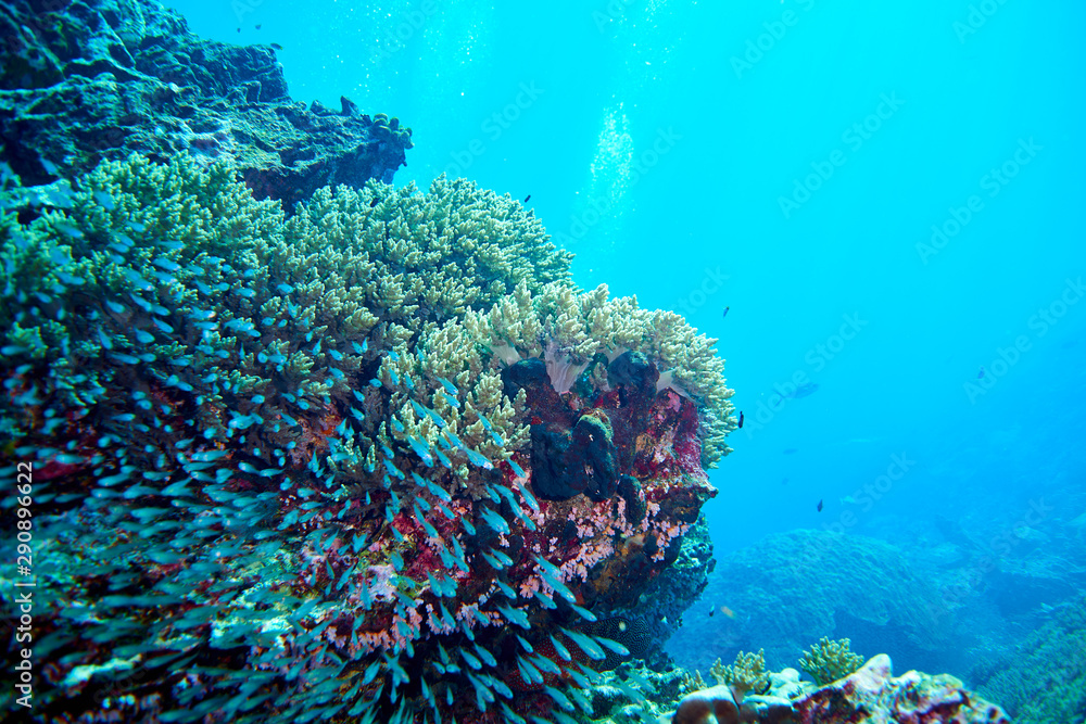 Obraz premium school fish