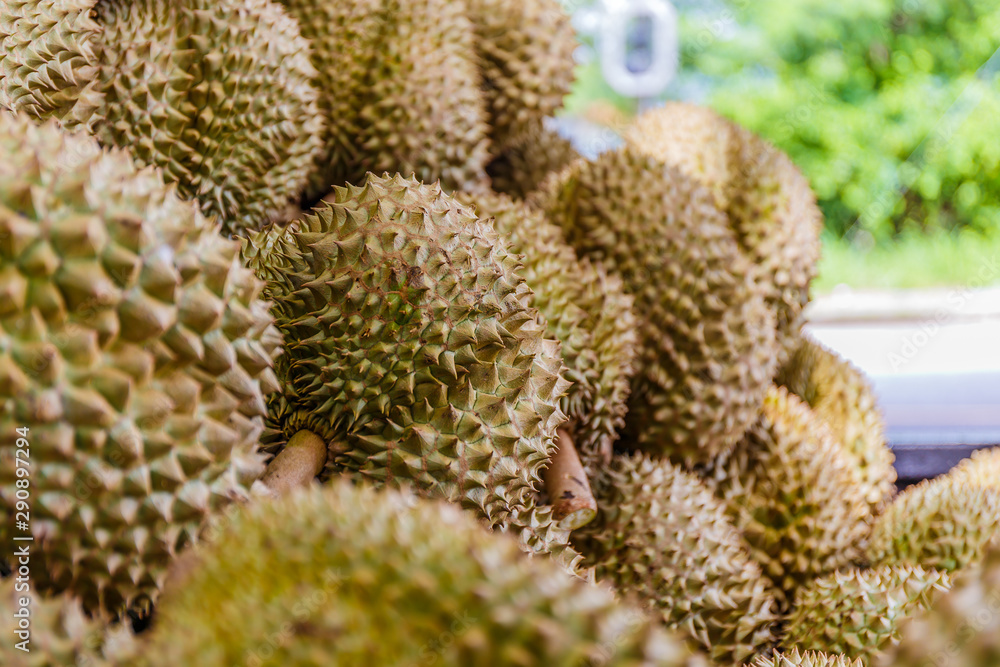 Fototapeta premium The seller is peeling durian for the buyer.The merchant is peeling durian by knife. There are many durians piles as backdrops.Hand peeling durian shell use knife, The durian is a king of fruit in Thai