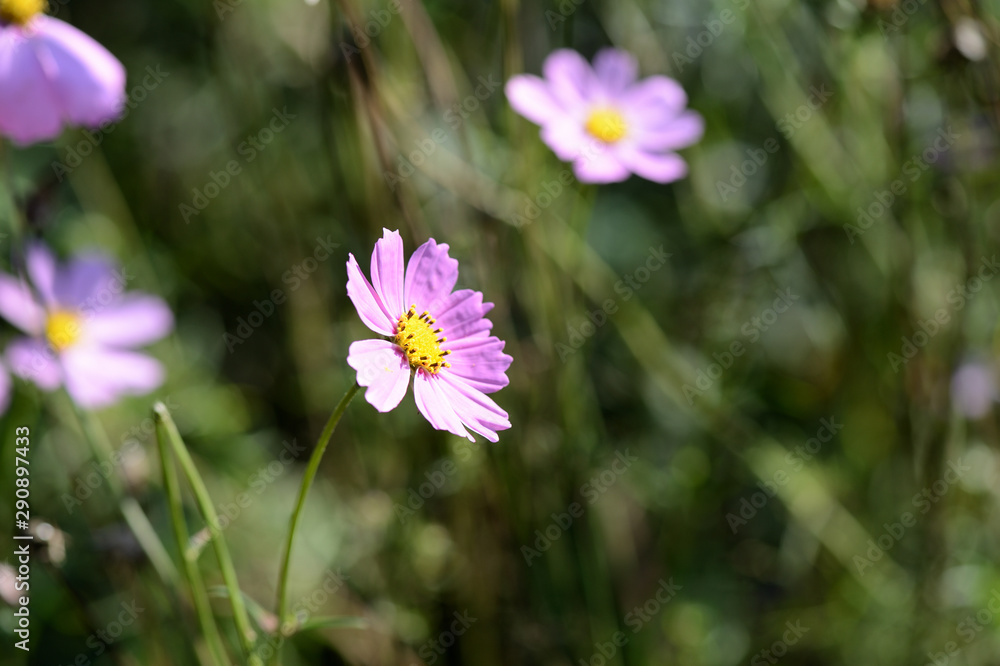 Cosmos beautiful flowers in the garden lit by bright summer sun close-up Cosmos beautiful flowers in the garden lit by bright summer sun close-up
