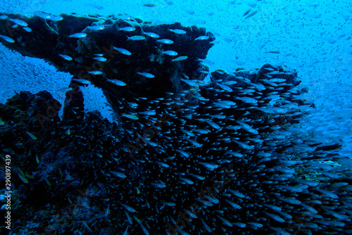 school fish