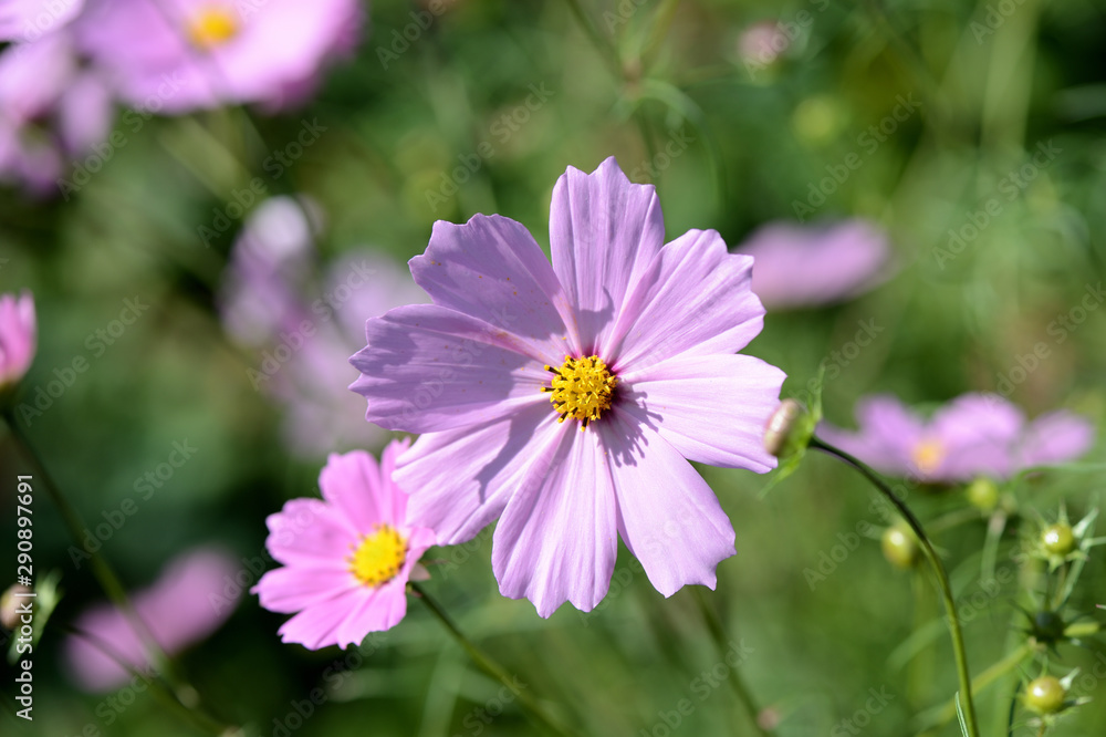 Cosmos beautiful flowers in the garden lit by bright summer sun close-up Cosmos beautiful flowers in the garden lit by bright summer sun close-up