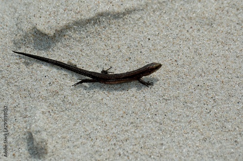 little agile lizard basking in the spring sun on the clear warm sand of the beach
