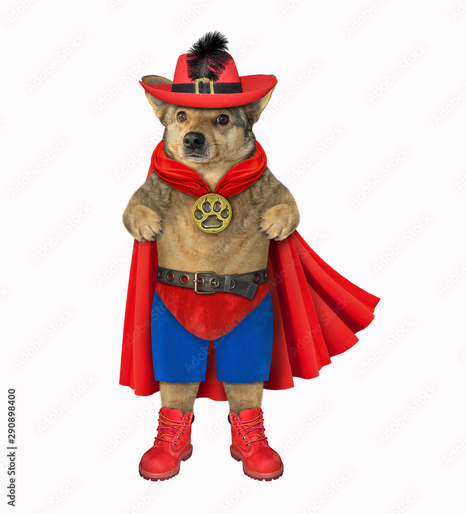 The dog hero dressed in a red cloak, a hat with a feather and a metal belt. White background. Isolated.