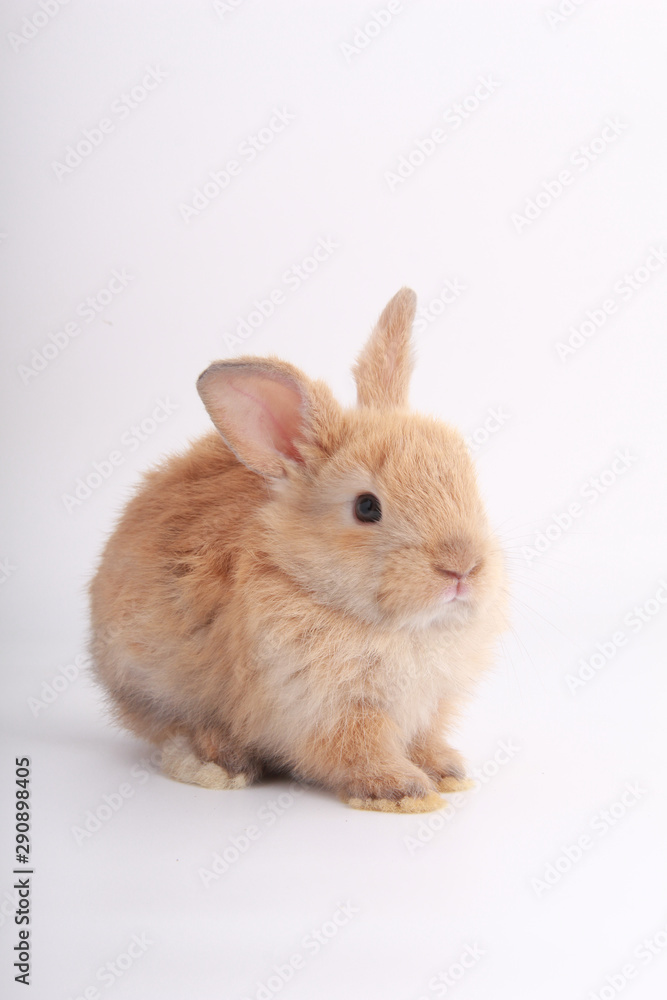 Baby adorable rabbit on white background. Young cute bunny in many action and color. Lovely pet with fluffy hair. Easter brown little baby rabbit.