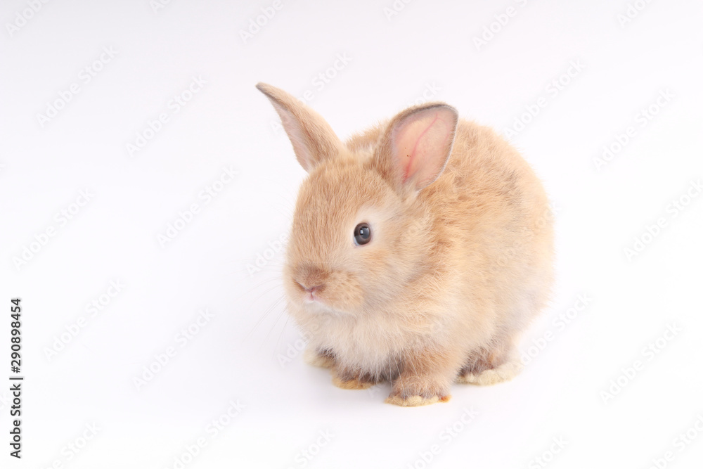 Baby adorable rabbit on white background. Young cute bunny in many action and color. Lovely pet with fluffy hair. Easter brown little baby rabbit. Baby adorable rabbit on white background. Young cute bunny in many action and color. Lovely pet with fluffy hair. Easter brown little baby rabbit.