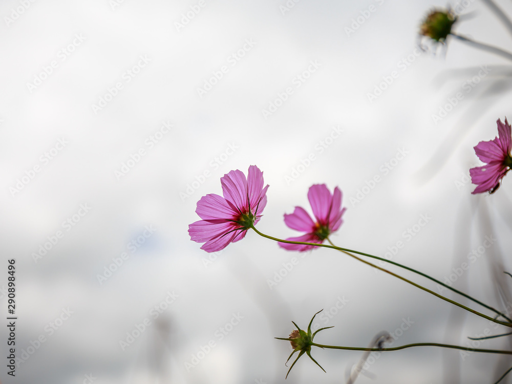 Obraz premium Pink flower on cloud background