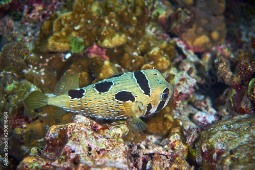 Black-Blotched Porcupinefish