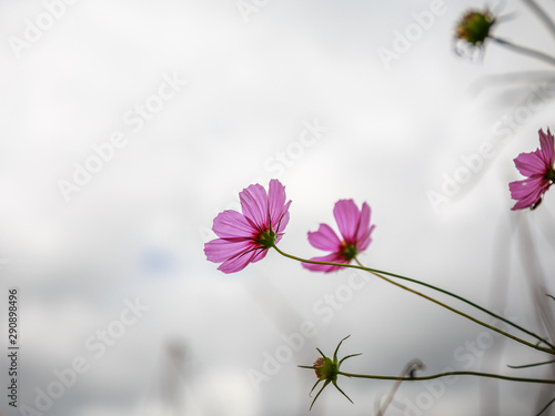 Pink flower on cloud background