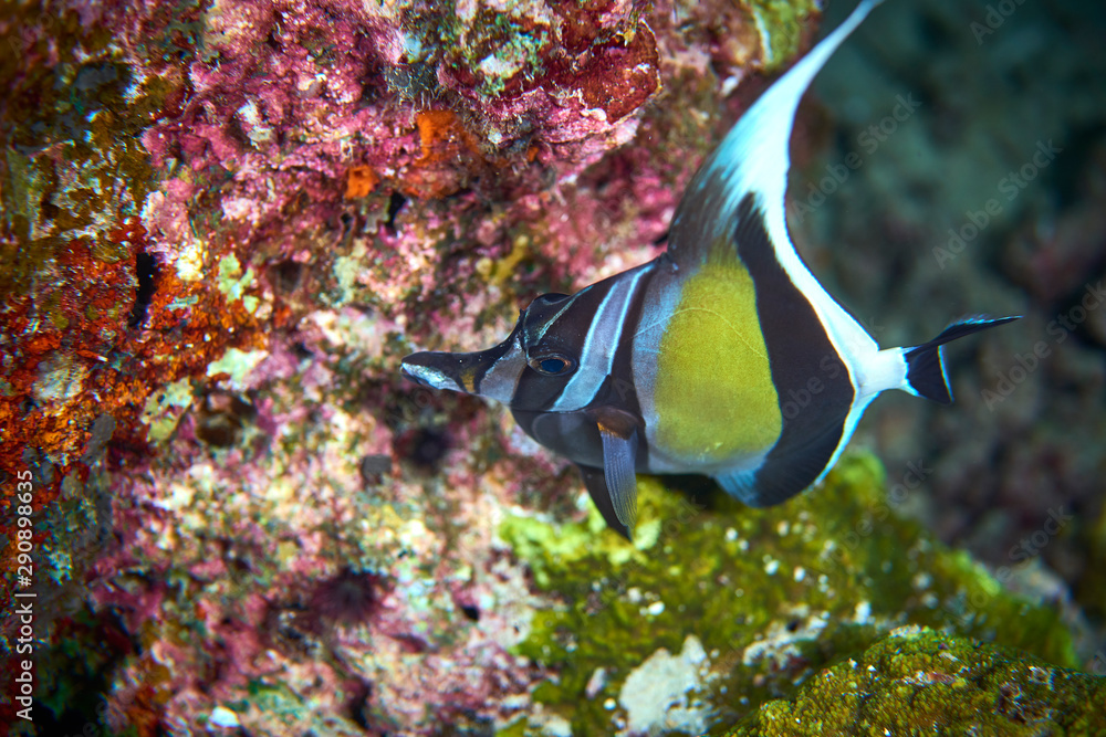 moorish idol