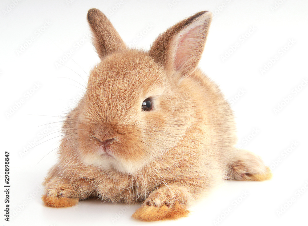 Obraz premium Baby adorable rabbit on white background. Young cute bunny in many action and color. Lovely pet with fluffy hair. Easter brown little baby rabbit.