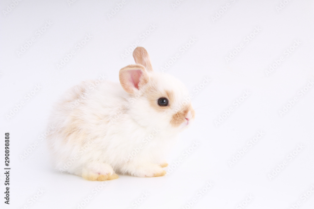 Baby adorable rabbit on white background. Young cute bunny in many action and color. Lovely pet with fluffy hair. Easter has rabbit as symbol celebration. White and brown dot rabbit