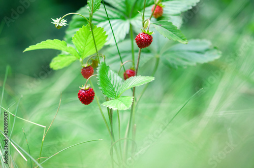 Red berrys ripe wild strawberry in the forest, on green grass background
