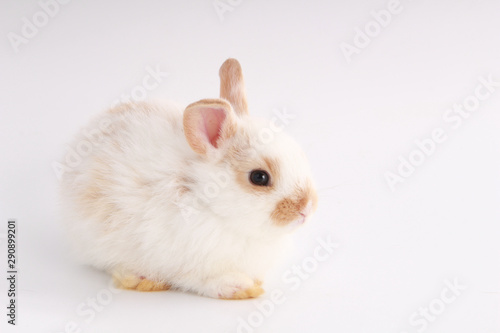 Baby adorable rabbit on white background. Young cute bunny in many action and color. Lovely pet with fluffy hair. Easter has rabbit as symbol celebration. White and brown dot rabbit