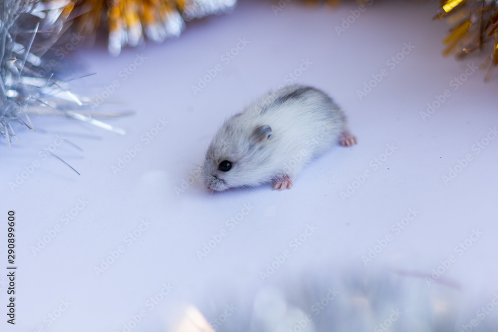Concept image of the symbol of the Chinese happy new year 2020. Christmas rat.