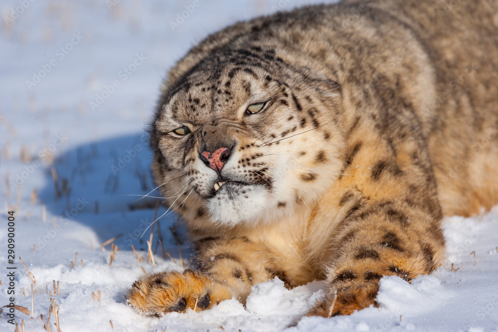 Snow leopard (Panthera uncia) Snow leopard (Panthera uncia)