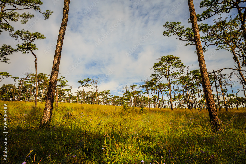Beautiful morning fog and sunbeams in the pine forest Beautiful morning fog and sunbeams in the pine forest