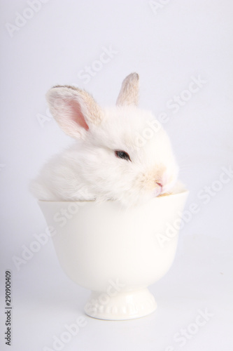 Baby adorable rabbit on white background. Young cute bunny in many action and color. Lovely pet with fluffy hair. Easter has rabbit as symbol celebration. © soultkd