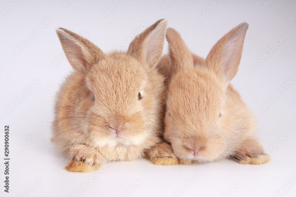 Baby adorable rabbit on white background. Young cute bunny in many action and color. Lovely pet with fluffy hair. Easter brown lovely small rabbit as twin