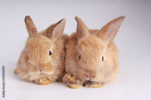 Baby adorable rabbit on white background. Young cute bunny in many action and color. Lovely pet with fluffy hair. Easter brown lovely small rabbit as twin