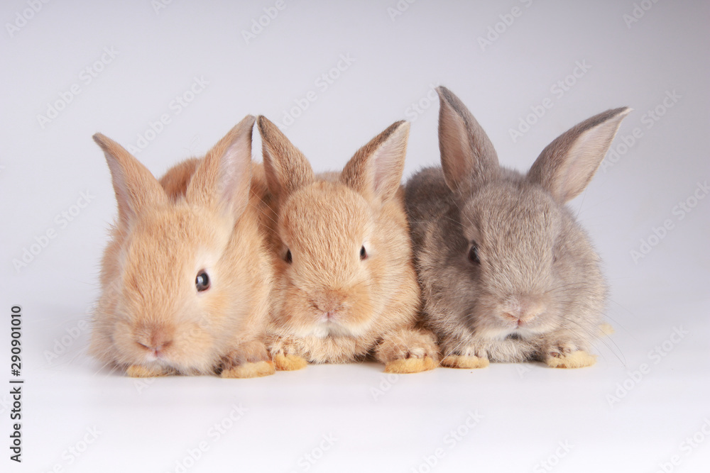 Fototapeta premium Baby adorable rabbit on white background. Young cute bunny in many action and color. Lovely pet with fluffy hair. Three litle young baby rabbit brown and dark gray as same family.