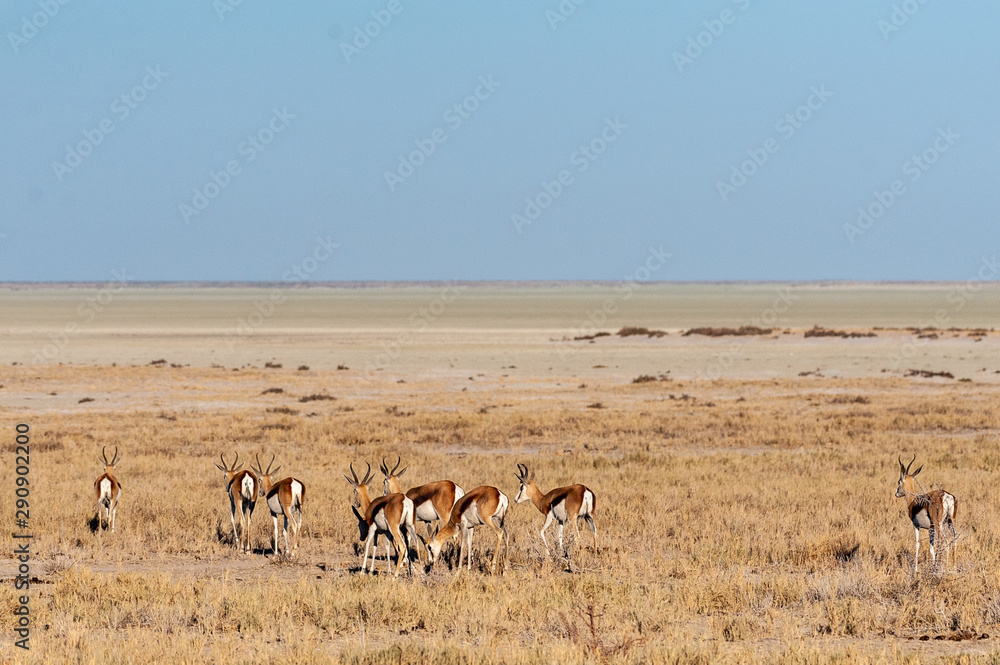A group of Impalas - Aepyceros melampus- grazing on the plains of Etosha National Park, Namibia. A group of Impalas - Aepyceros melampus- grazing on the plains of Etosha National Park, Namibia.