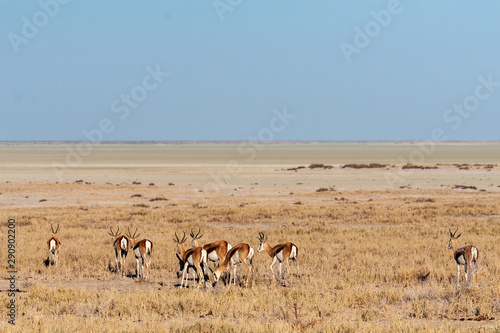 A group of Impalas - Aepyceros melampus- grazing on the plains of Etosha National Park, Namibia.