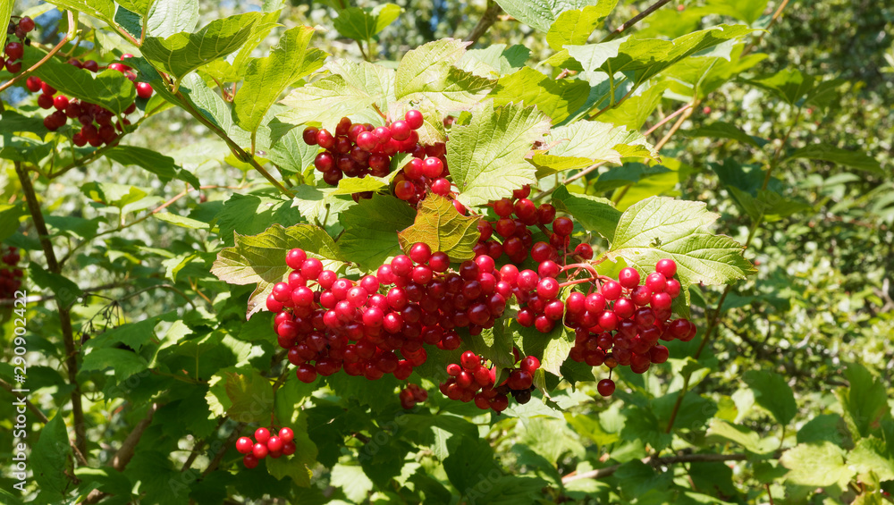 Gewöhnliche Schneeball (Viburnum opulus). Zweige mit Laubblättern und reifen Früchten Gewöhnliche Schneeball (Viburnum opulus). Zweige mit Laubblättern und reifen Früchten