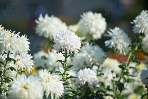 abundance, agriculture, autumn, background, beautiful, biology, bloom, blossom, botanic, botany, bud, calendar, charming, chrysanthemum, color, colorful, cultivated, cute, daisy, day, decoration, deli